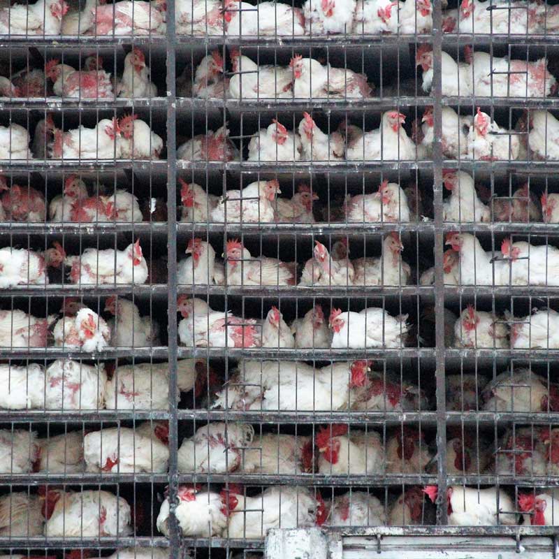 une photo qui montre des poules enfermées dans des cages