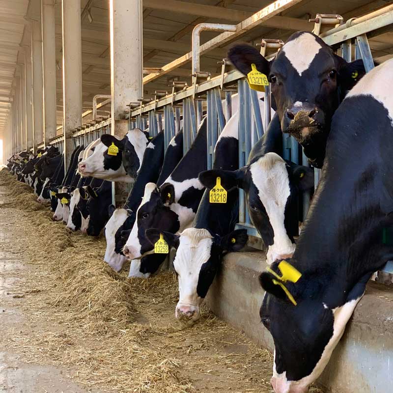 Photo de vaches représentant l'élevage intensif