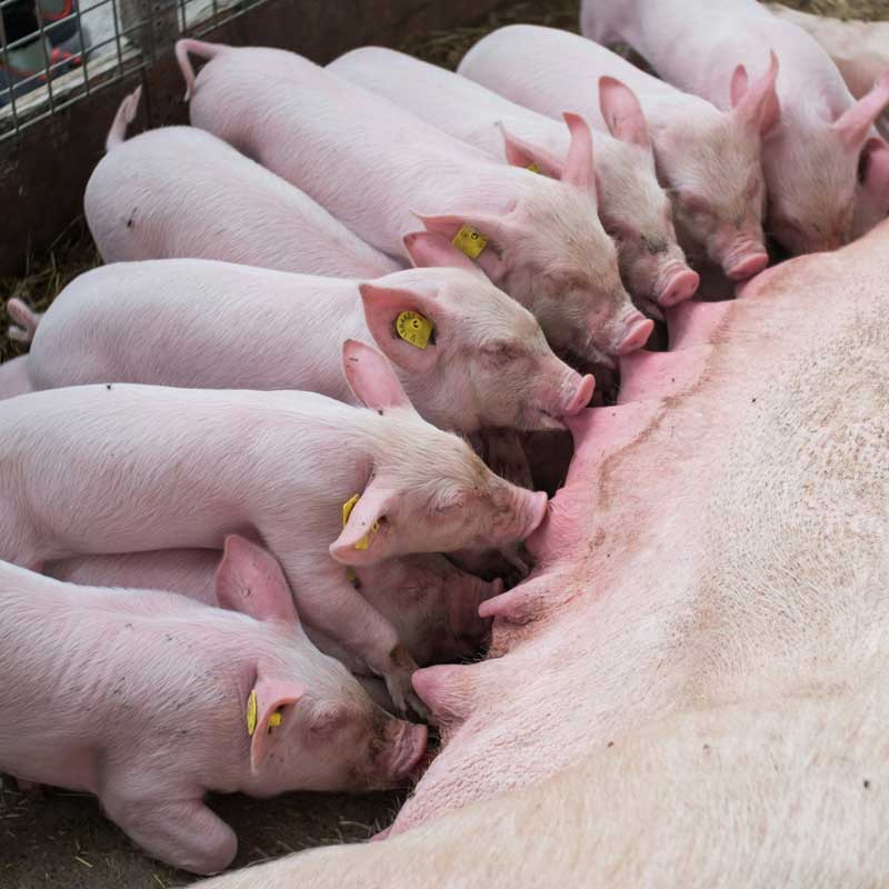 Plusieurs porcelets qui représente l'élevage intensif