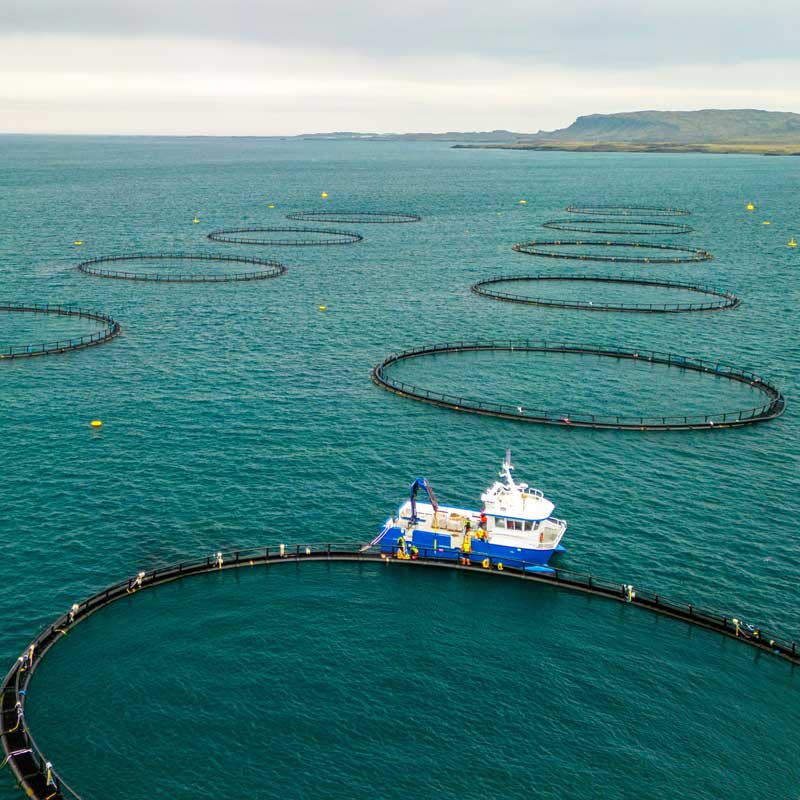 Photo montrant l'élevage intensif de poissons